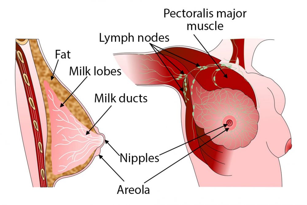 breast labelled